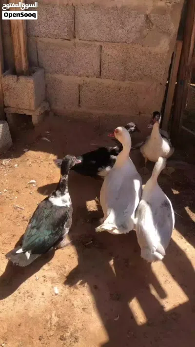 بط عربي بسم الله ماشاء الله بط صغير 3
