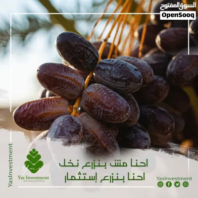 استلام فوري مساحات تبدأ من 2 فدان بالواحات استثمر في المضمون اوراق سلميه 100% 3