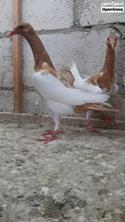 فراخ مكابي. 2
