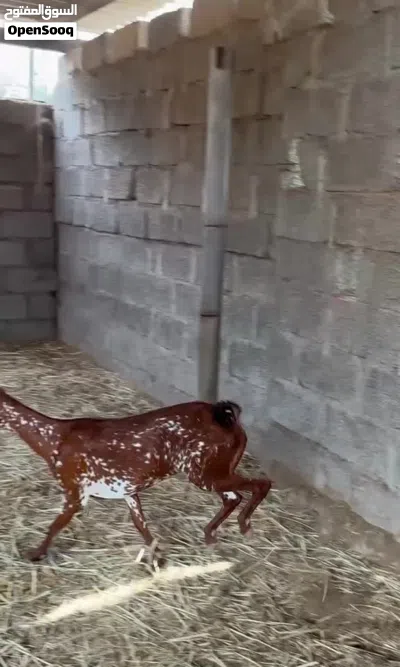 شاه صلاليه جم 2