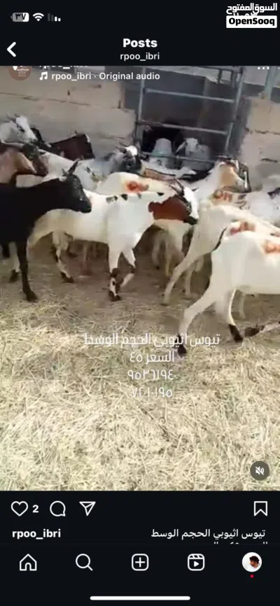 وصول دفعه جديدة من الكباشه والتيوس المطعومه لدينا مع توفر ذبح وتوصيل 2