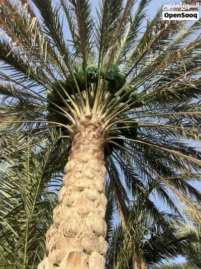 مزرعة نخيل 3
