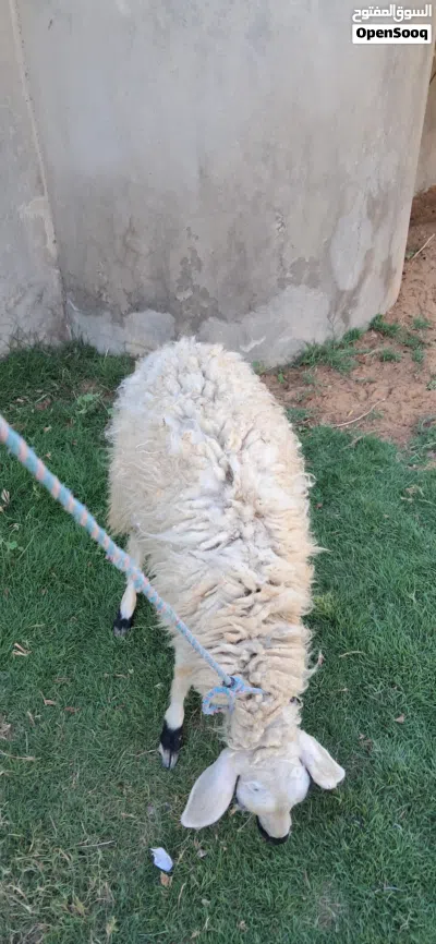 فطيمه البيع الله يبارك عمره في 7وا6 ساوم 4