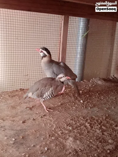 حمام زينة + زوج طيور الحجل 2