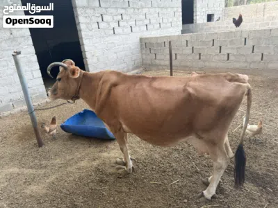 بقره جرسيه م شالله ف حليب ودهن 2