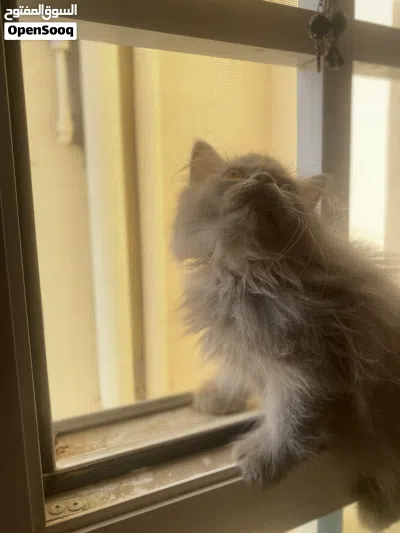 شيراز البيع 2