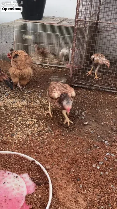 دجاج باكستاني 2