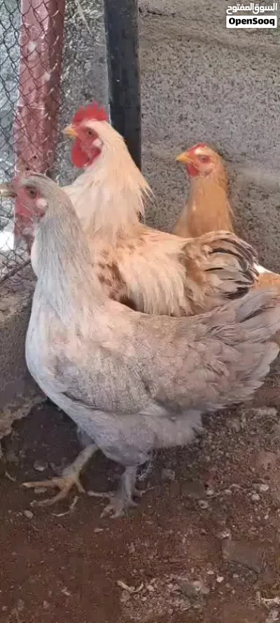 للبيع دجاج كوشن العملاق 4