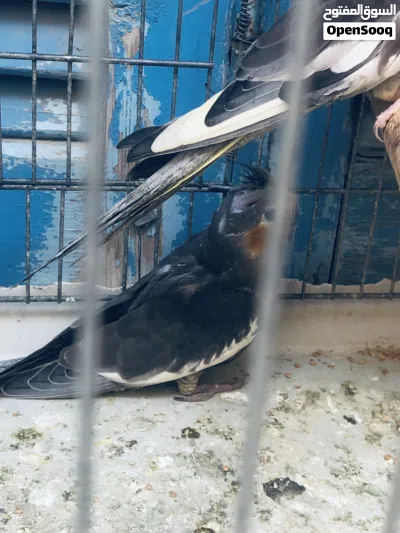 للبيع اقرا الوصف 4