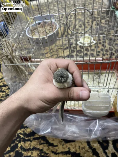 طيره مهرج برتغالي جاهزه فل بتجنن 4