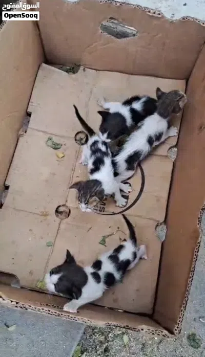 مطلوب قطة مرضعة 2