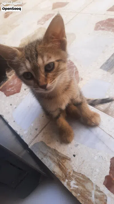 بزازين للتبني ( مجانيات ) 3