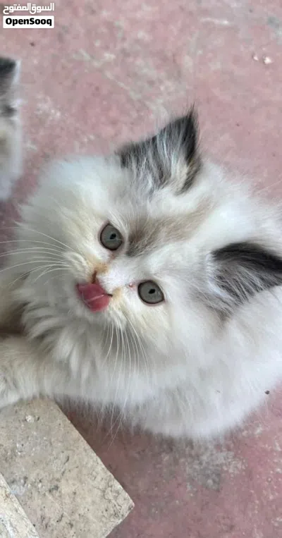 قطة صغيرة همالايا للبيع 3