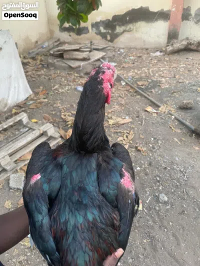 طير باكستاني 2