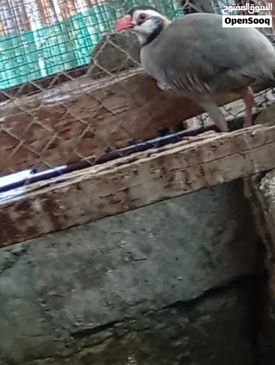بيع حجل العربي ( شنه ) 3