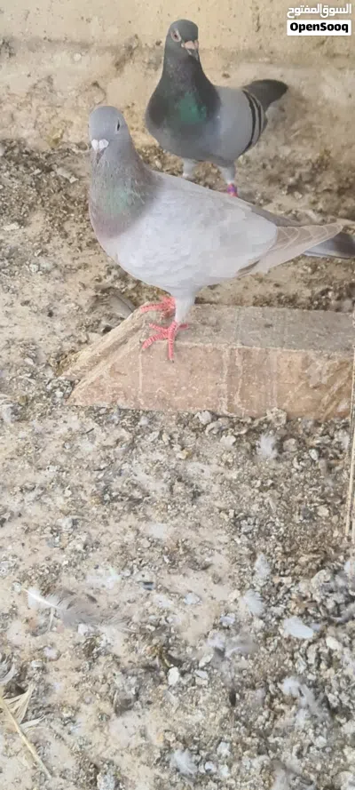 للبيع حمام زاجل 3