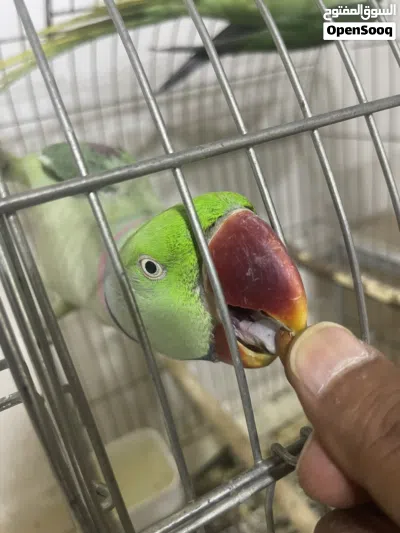 جوز كساندرا منتج وتليف 4