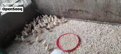للبيع صيصان فرنسي 3