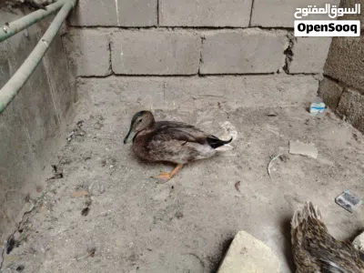 بش حر بري خضيري زوج حواهن بيض 2