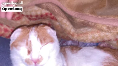 CAT FOR ADOPTION 4