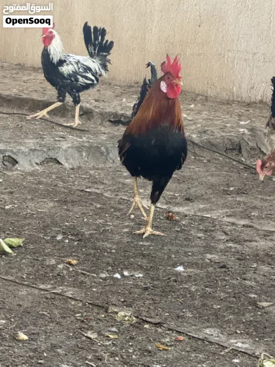 دجاج عرب كويتي 4