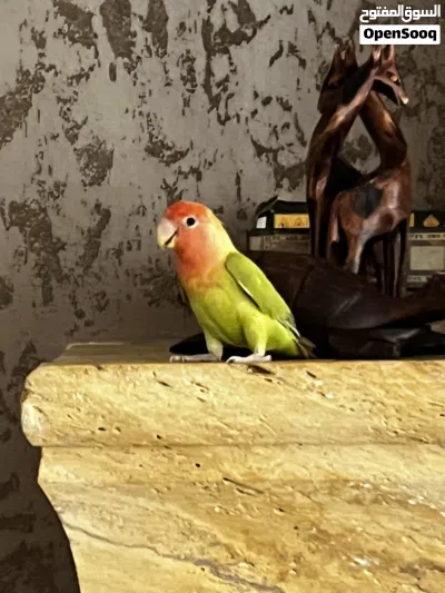 ببغاء كوكتيل ذكر وببغاء الروز أنثى للبيع 3