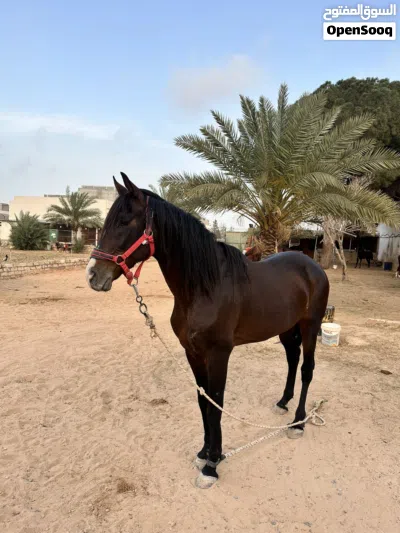 خيول للبيع 4