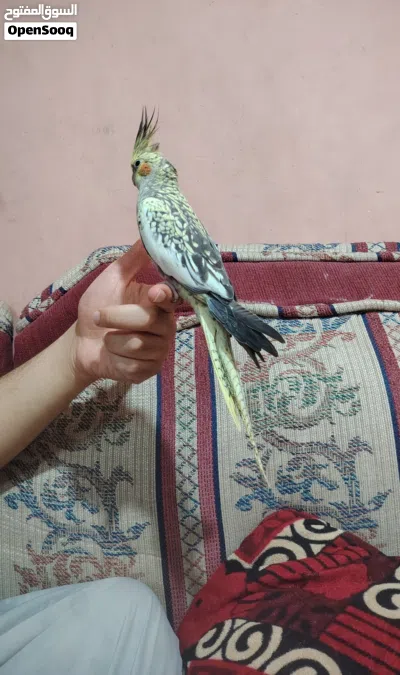 كوكتيل انثى جاهزة أليفة.. مراوس بذكر أليف 3