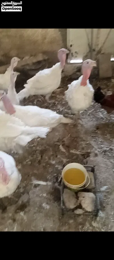 ديوك حبش لون ابيض عدد3 2