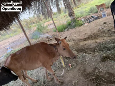 بقره عمانيه اقل سعر في السوق 3