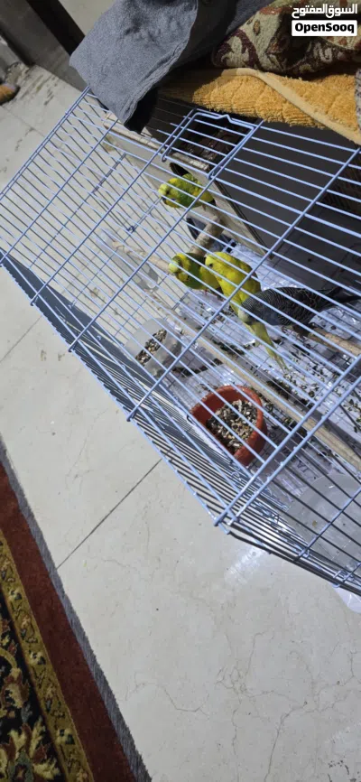 Bird 4 pair male femal 3
