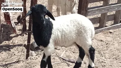 خروف وطني تبارك الله العمر شهرين راوي في الحليب تبارك الله 4