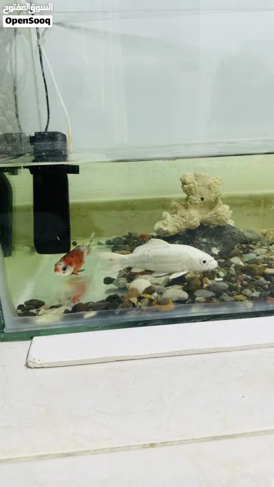 Fish tank with gravels and live fishes 4