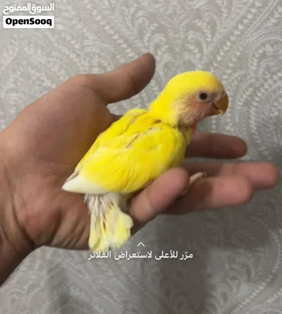 لوف بيردز / كوكتيل البينو وعادي 2