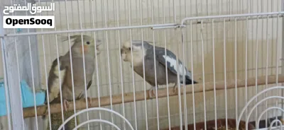 زوج كوكتيل وايت فيس وبير الأول: ذكر وايت فيس وجه أبيض مميز. النوع الثاني: حبشي مبرقش ب 2
