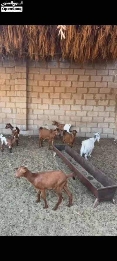 معيز كردي البيع المكان سبها 2