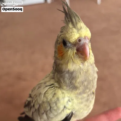 ببغاء للبيع 3