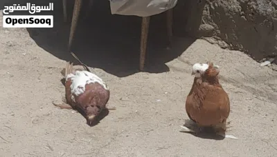 زوج حمام كما موضح بلصور الفحل اربيلي فول جامبو والطيره بخاريه وايت سايد فول مزاويج ومطاريد حاليا 2