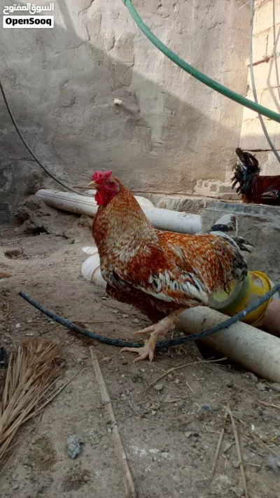 ديج للبيع عشرة بس 4