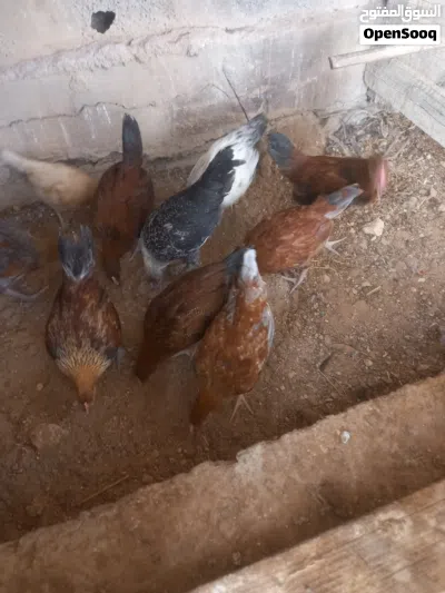ديوك عربي عمر شهرين 4