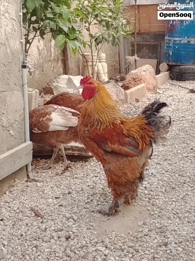 undefined 2