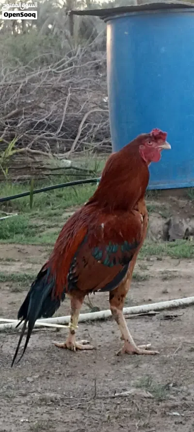 ديك باكستاني 3