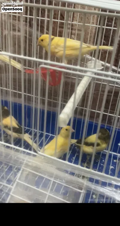كناري لبيع في الخليل لمعنى خاص 2