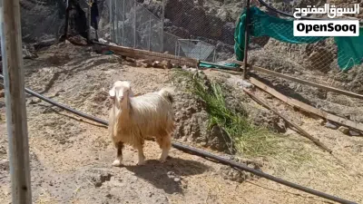 تيس رقش بهص 4