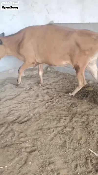 بقرة جيرسية 2
