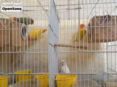 للبيع طيور حجل و بادجي و فيشر وروز 2