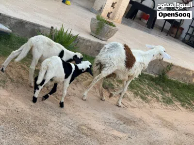 نعجه هجين تحتها زوز خرفان سنهم في الشهر ونص والنعجه قاعده ما بدلتش 3
