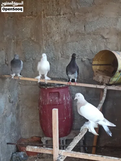 حمام ربي يبارك هزاز وشقلاب 2