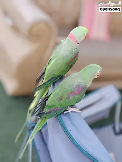 للبيع زوج نيبالي اليفين 3