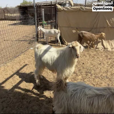تيس فحل من حلال الجواميد 4